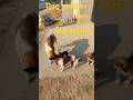 Maa ka pyar naseeb walo ko milta hai #Dog love#Mother love#dog srarat #dog comedy