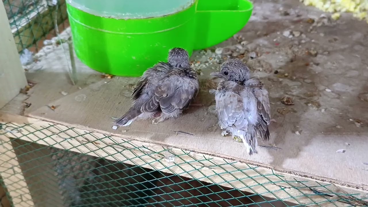 بداية موسم الملكي او الحمام الماسي ❤️❤️