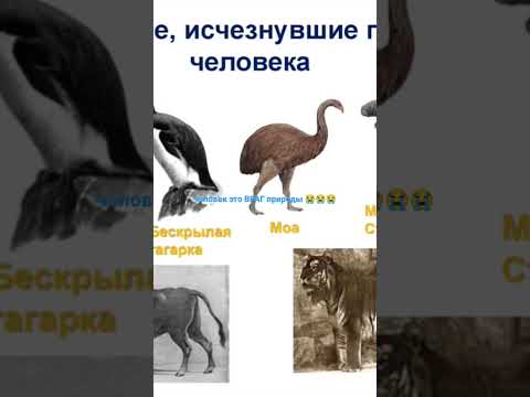 почему человек убивает природу