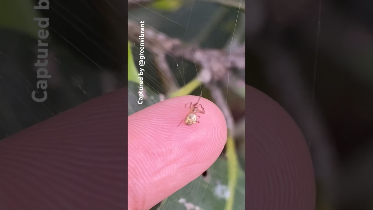We called them LEAF CURLING Spiders!🕷 They have Cream & Black Pattern on their Large Abdom 