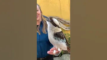 Крик Кукабары