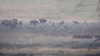 The Mollies Wolf Pack harass bison in Lamar Valley