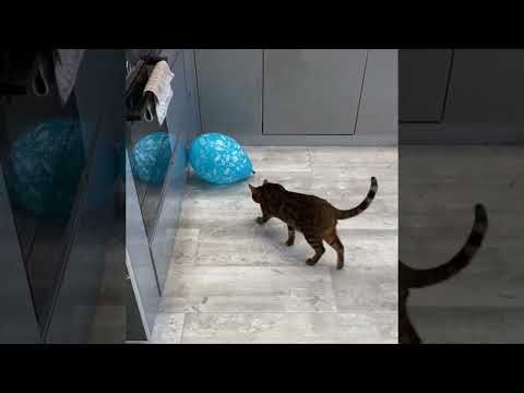 У кота лопнул шарик.