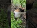 позитив доброе утро милая кошка природа Shortvideo Cat веселыекоты Yutubeshorts позитив доброе утро милая кошка природа Shortvideo Cat веселыекоты Yutubeshorts