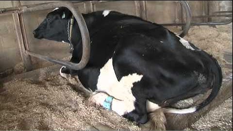 Precision Dairy Farming