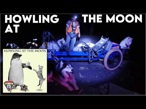 Husky Dogs HOWLing at the Moon - Midnight MUSHing