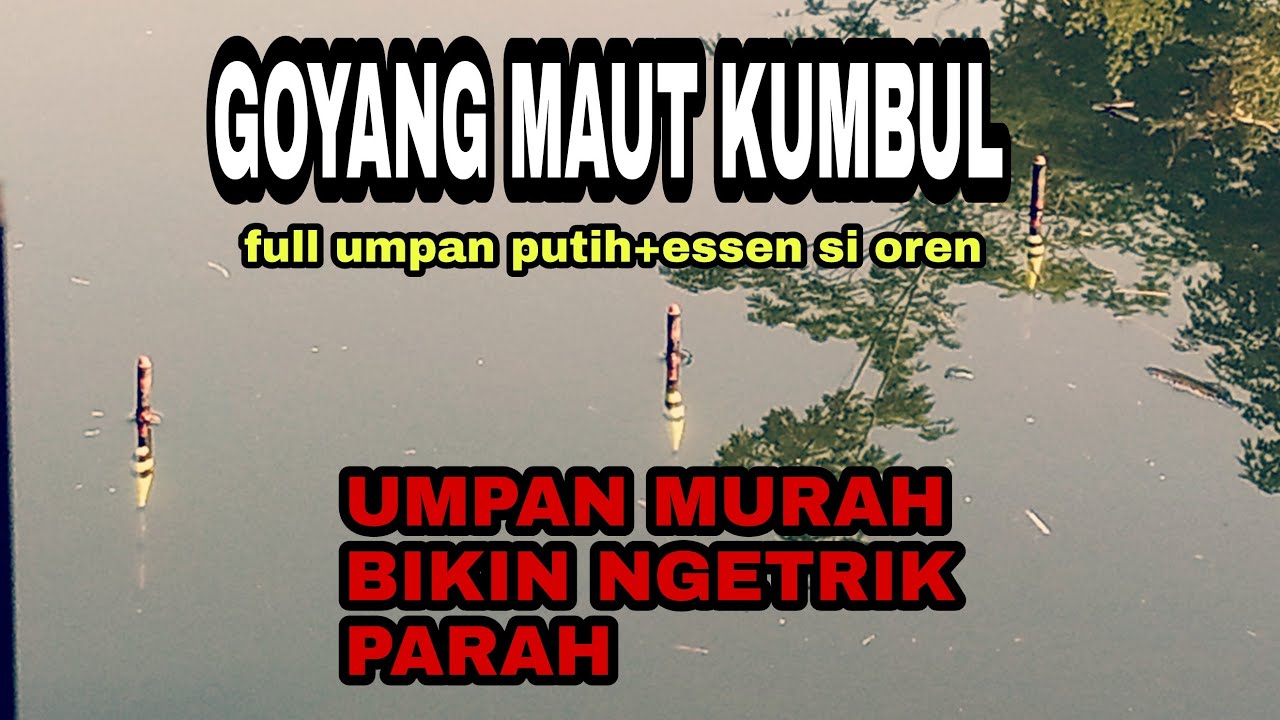 UMPAN PUTIH IKAN NILA MAS DLL # MANCING LIAR #MANCING CIRATA