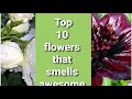 #Top 10#Flowers That smells #good#satisfying video#pleasant smelling flower