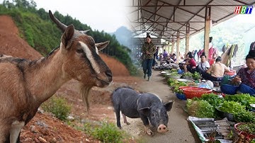 Het mysterie van de Coc Ly-markt: berggeit, varken en zeldzame voorwerpen die alleen in het noord...