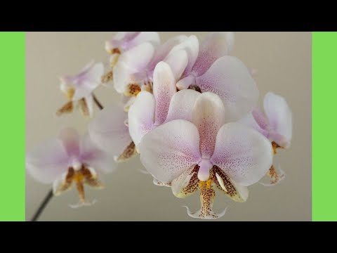 فيديو: Phalaenopsis فيلادلفيا: الوصف ، والزراعة والرعاية في المنزل