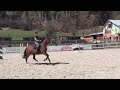 Grenfield Horses - 11 y.o mare by Lordano/Algofa