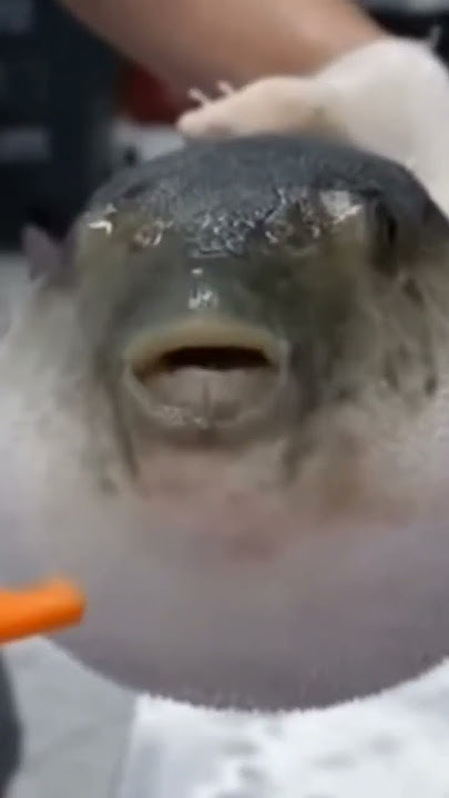 pufferfish augh (SUBSCRIBE PLEASE!) #shorts #pufferfish #carrot