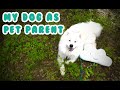What If My Dog Was A Dog Parent? |Samoyed Puppy 8 Months|