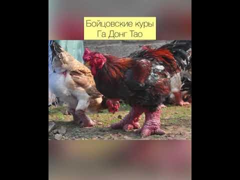 Самые дорогие породы кур - YouTube
