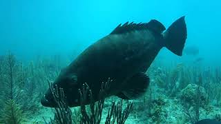 THE FRIENDLY GROUPER!!