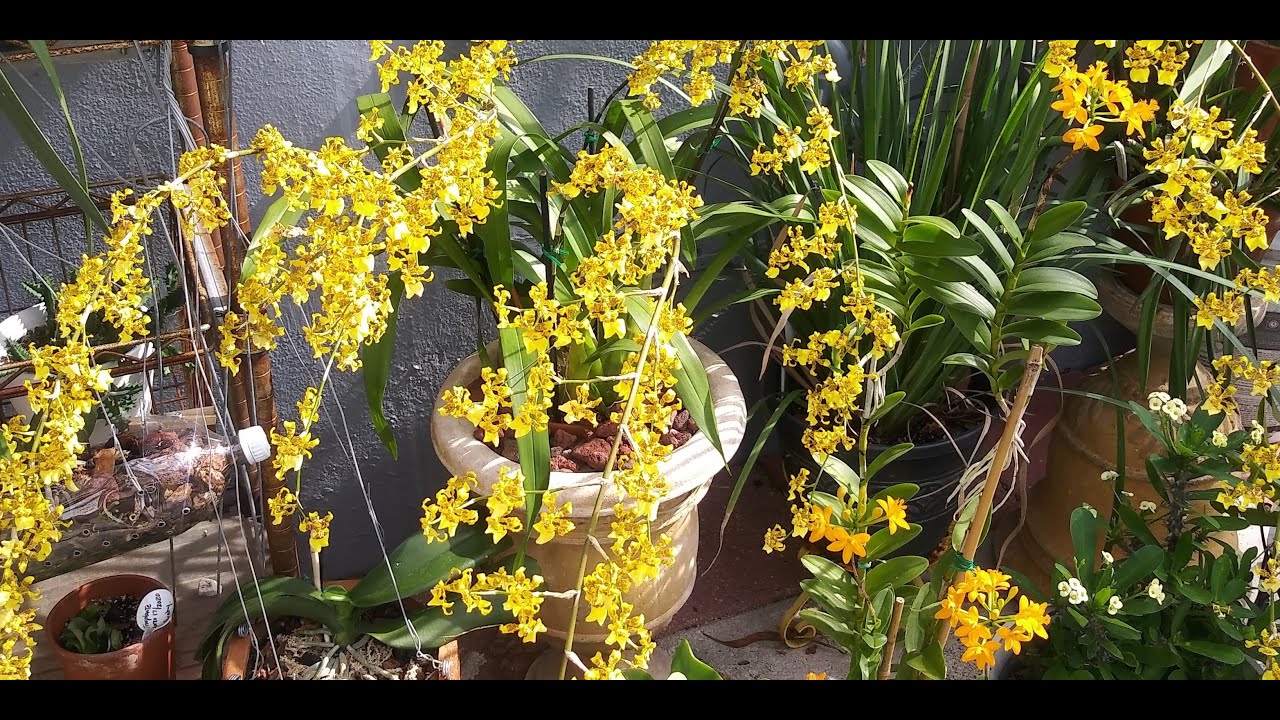 Como hacer florecer las orquídeas