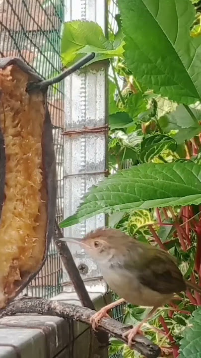 Makan Pisang Prenjak Jadi Gacor//Ciblek//Prenjak//Makanan burung baru dapat#Geriya_Peksi #aviarymini