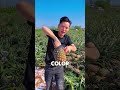 Hidden Pineapple Secret 🤯 #ytshorts #pineapple #shorts