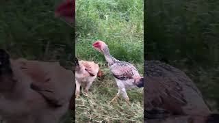 #índiogigante lindas frangas #galinha #aves