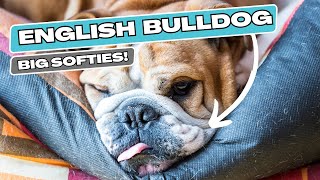 Fascinating Facts about English Bulldogs