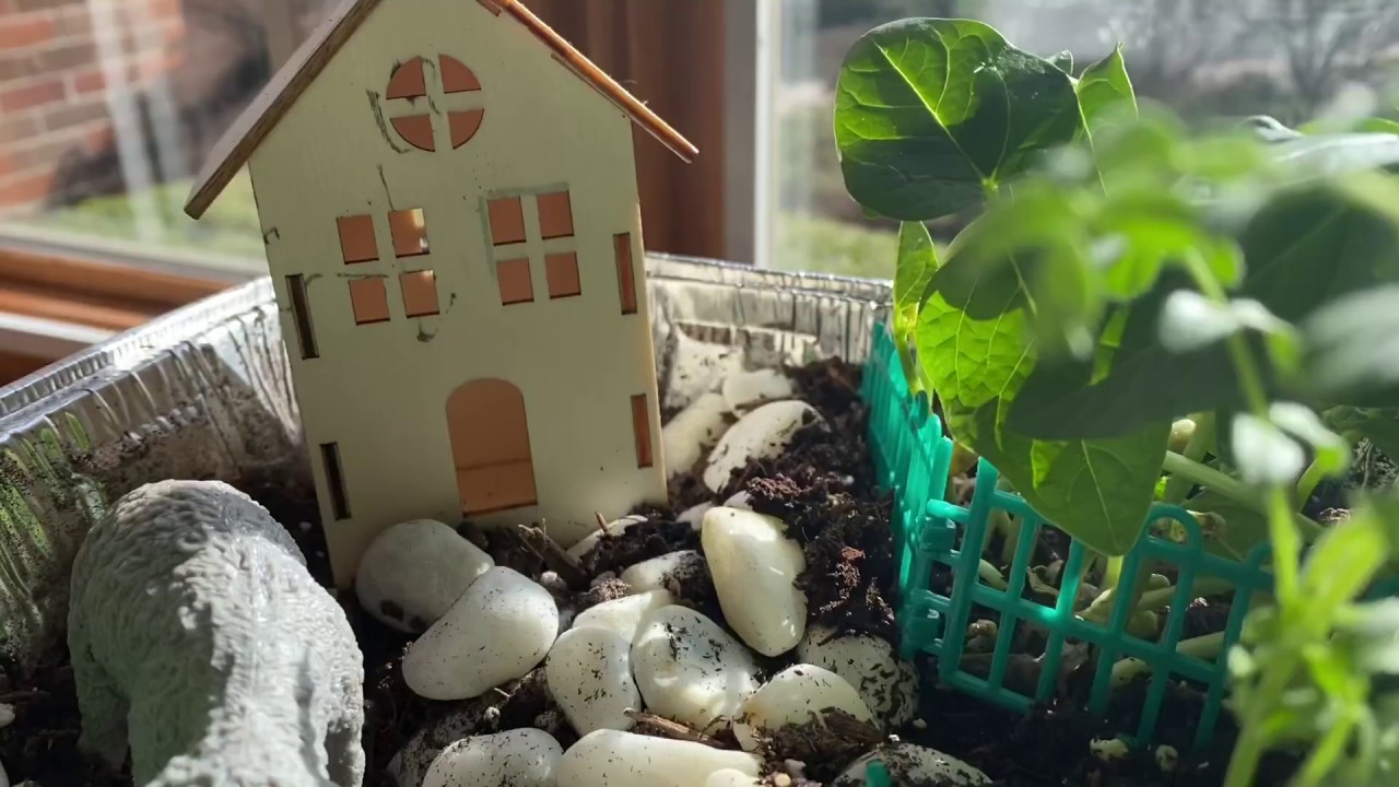 Indoor Garden Project for Kids