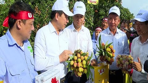 Hải Dương đẩy mạnh Xúc tiến thương mại quả vải thiều và sản phẩm nông sản