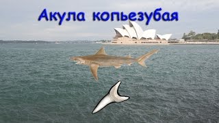 Русская Рыбалка 3.99 Акула копьезубая