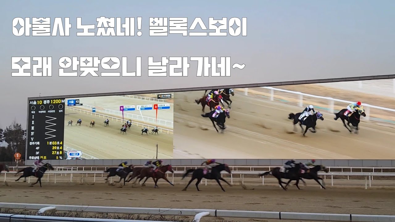 벨록스보이 살아있네~(왜 맘속으로만 생각했지?)#경마#말