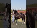 Marwadi Horse BADAL Dhanta Horselover Horse Marwarihorse