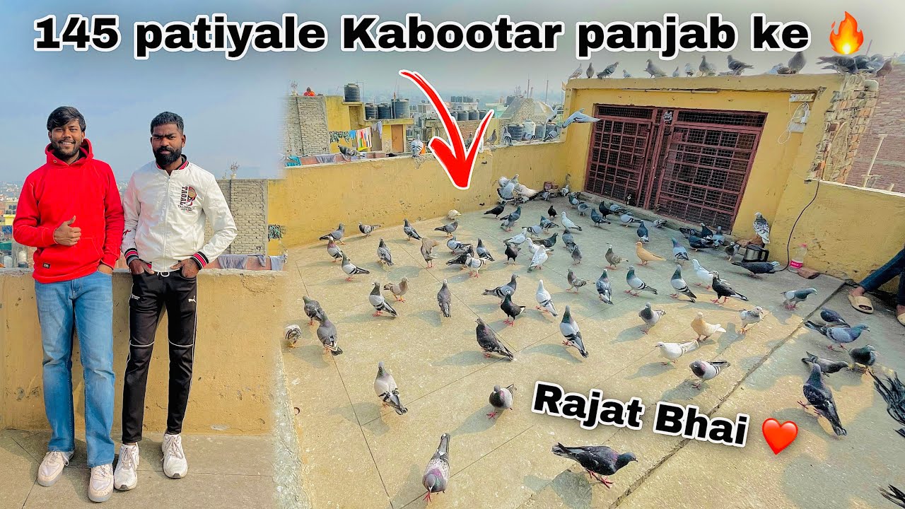 Rajat Bhai Ke 145 kabootao ki Ladaiya 🔥