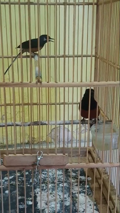jodoan murai batu bordan x Medan semi blorok #salampeternak#salamsatuhobi#salamkicau