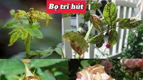 5 phút diệt sạch bọ trĩ trong vườn| Tri bệnh xoăn lá , thâm nụ hoa khoing nở trên hoa hồng