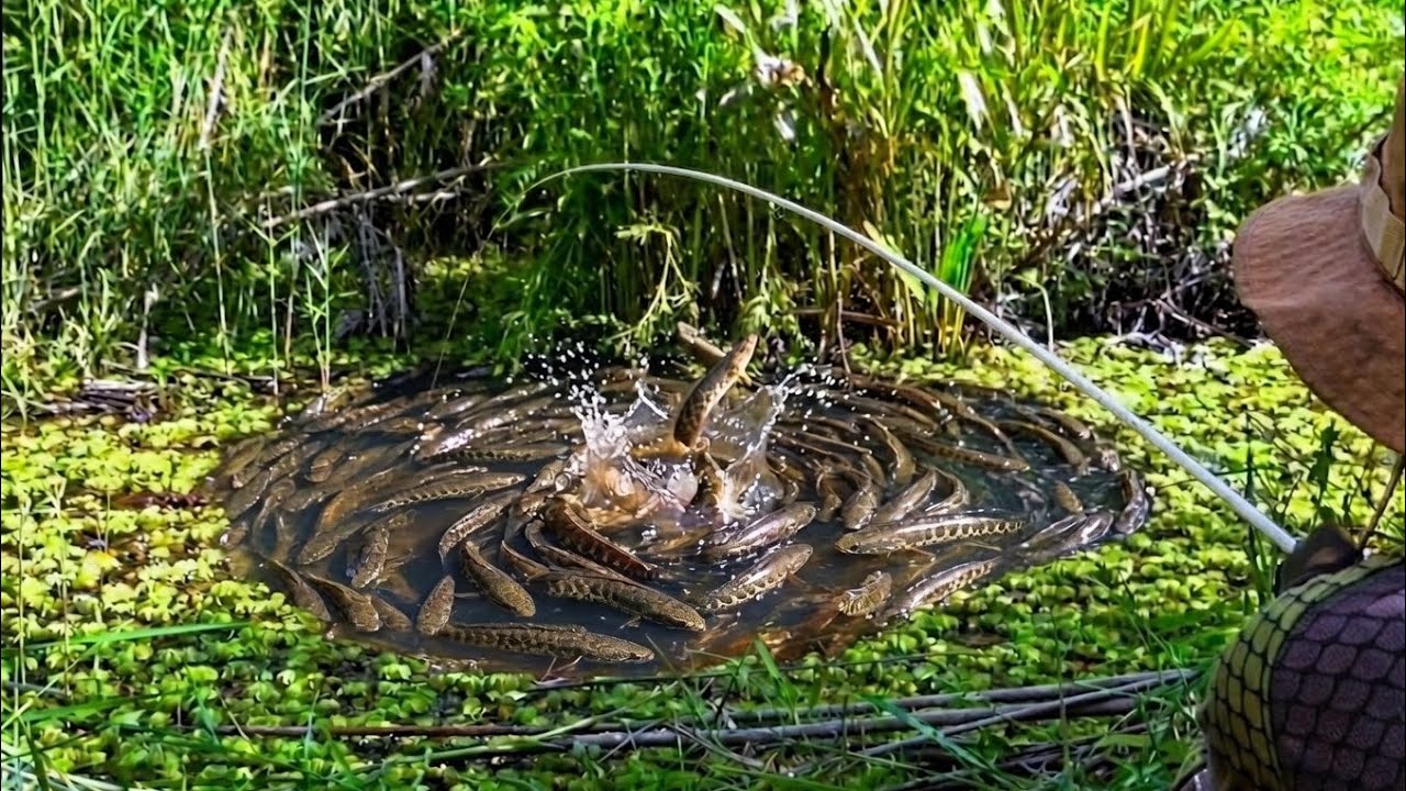 Exploding Pond Hundreds of Fish Went Crazy! One Cast and the Pond Exploded - YouTube