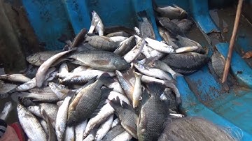 Giăng lưới trong vuông nước cạn và cái kết có hậu (P2) / fish and fishing