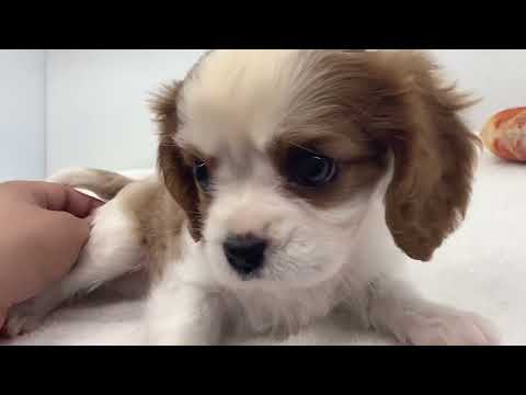 【キャバリア・キングチャールズ・スパニエル】懐っこパピーちゃん