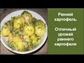 Ранний картофель| Отличный результат | Какой урожай мы получили от посадки раннего картофеля.