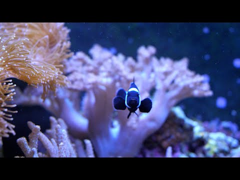 125 Gal. Mixed Reef Aquarium | Relaxing Cinematic - YouTube
