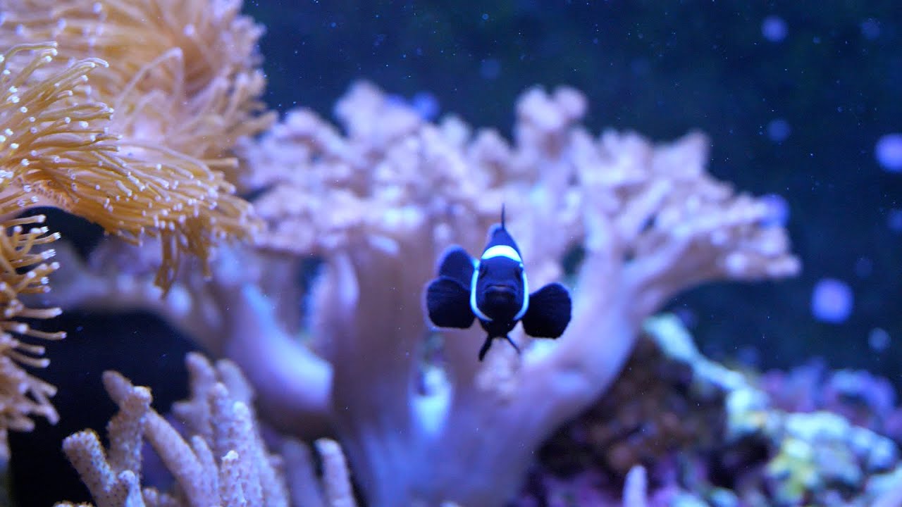 125 Gal. Mixed Reef Aquarium | Relaxing Cinematic