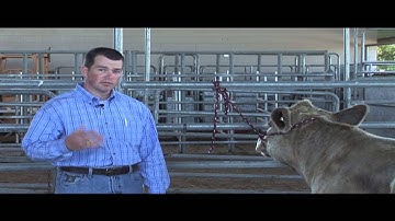 Jason Cleere - BQA - Approved ways to administer a herd health plan