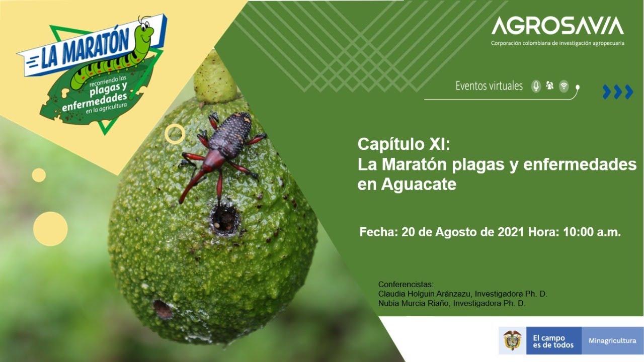 La Maratón recorriendo las plagas y enfermedades de la agricultura (cap 11 aguacate)