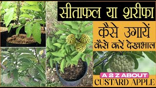 सीताफल या शरीफा गमले में कैसे उगायें, देखभाल कैसे करें|| A to z about Custard Apple Farming & care