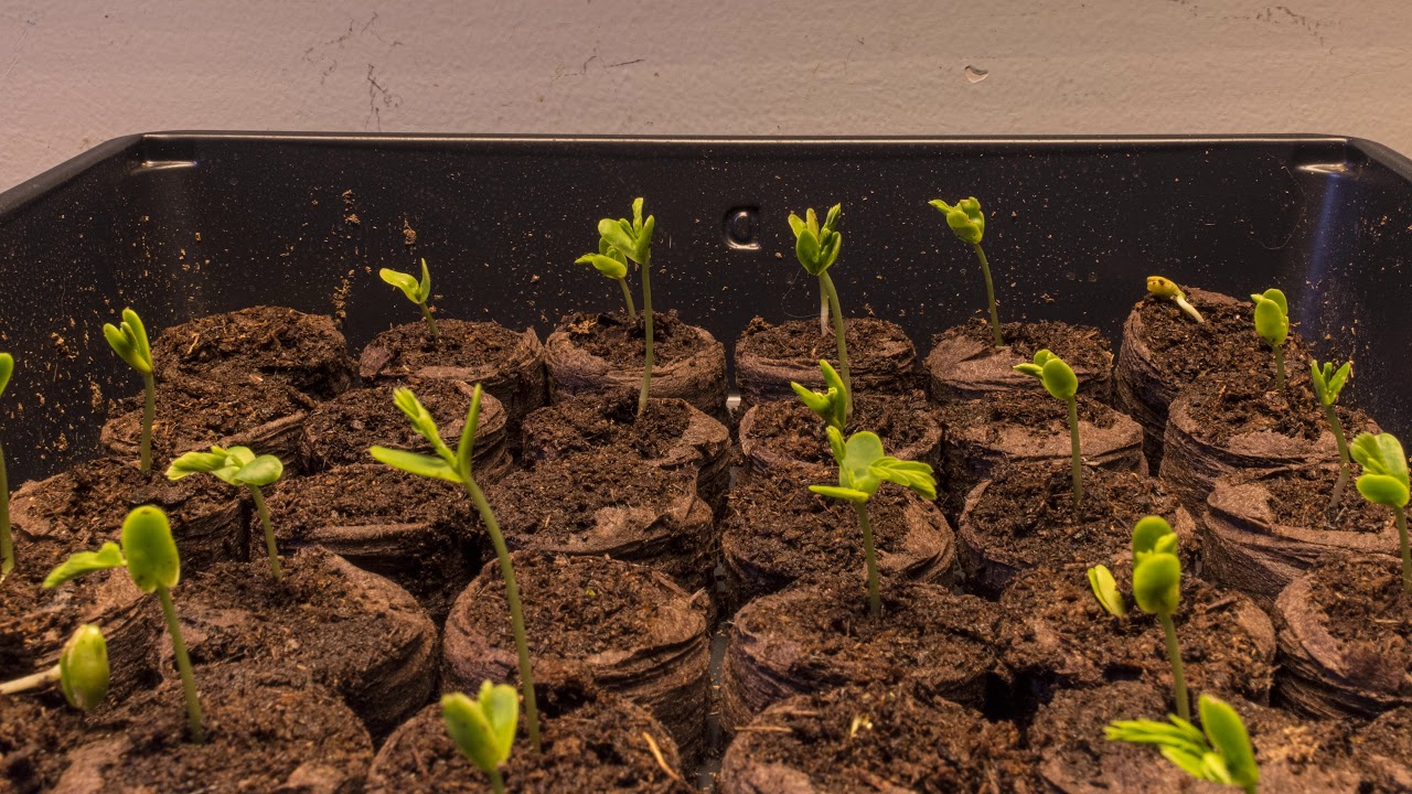 Mimosa Tree Seedlings Time Lapse