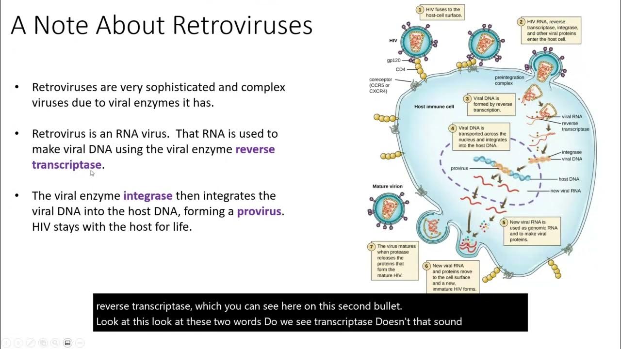 Animal Virus Replication YouTube