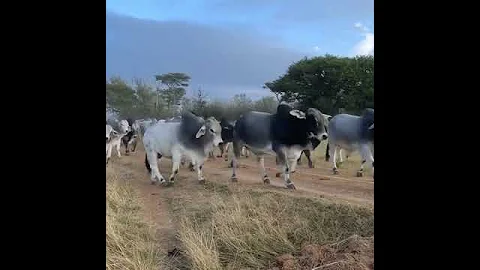 Southern power, mwaana mu tonga bakwesu