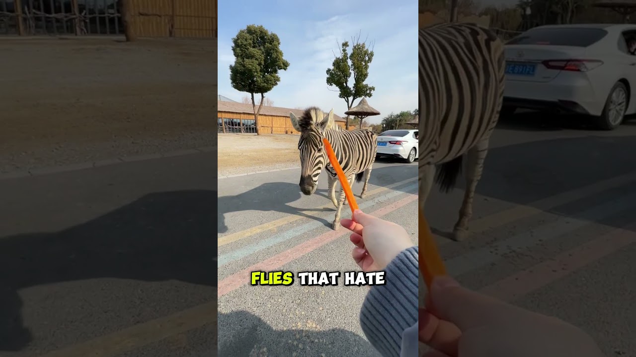 Are Zebras Black with White Stripes or White with Black Stripes?