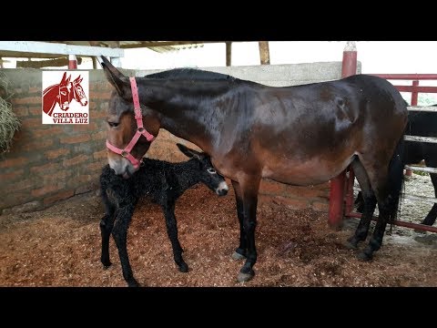 Video: Hur mule föds?