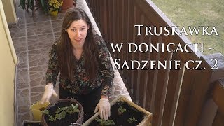 Sadzenie  Cz.2 - Uprawa truskawek wiszących i pnących w doniczkach na balkonie