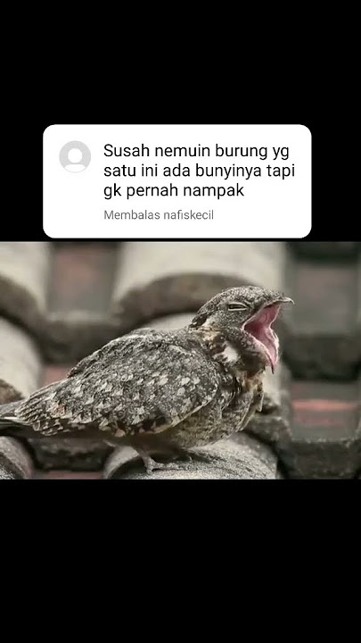 ternyata burung ini yg selalu bunyi habis magrib, tapi ngga keliatan burungnya #shortvideo