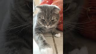 У меня есть вопросики?🤔😺🐾#cat#aleks#юмор#позитив#кот#врек