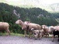 Schafauffahrt vom Bisistal auf die Charetalp